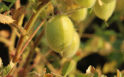 Menús saludables i més sostenibles